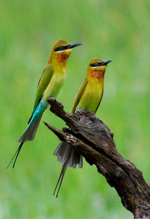 Blue-tailed Bee-eater (c) Rajiv Welikala - Copy